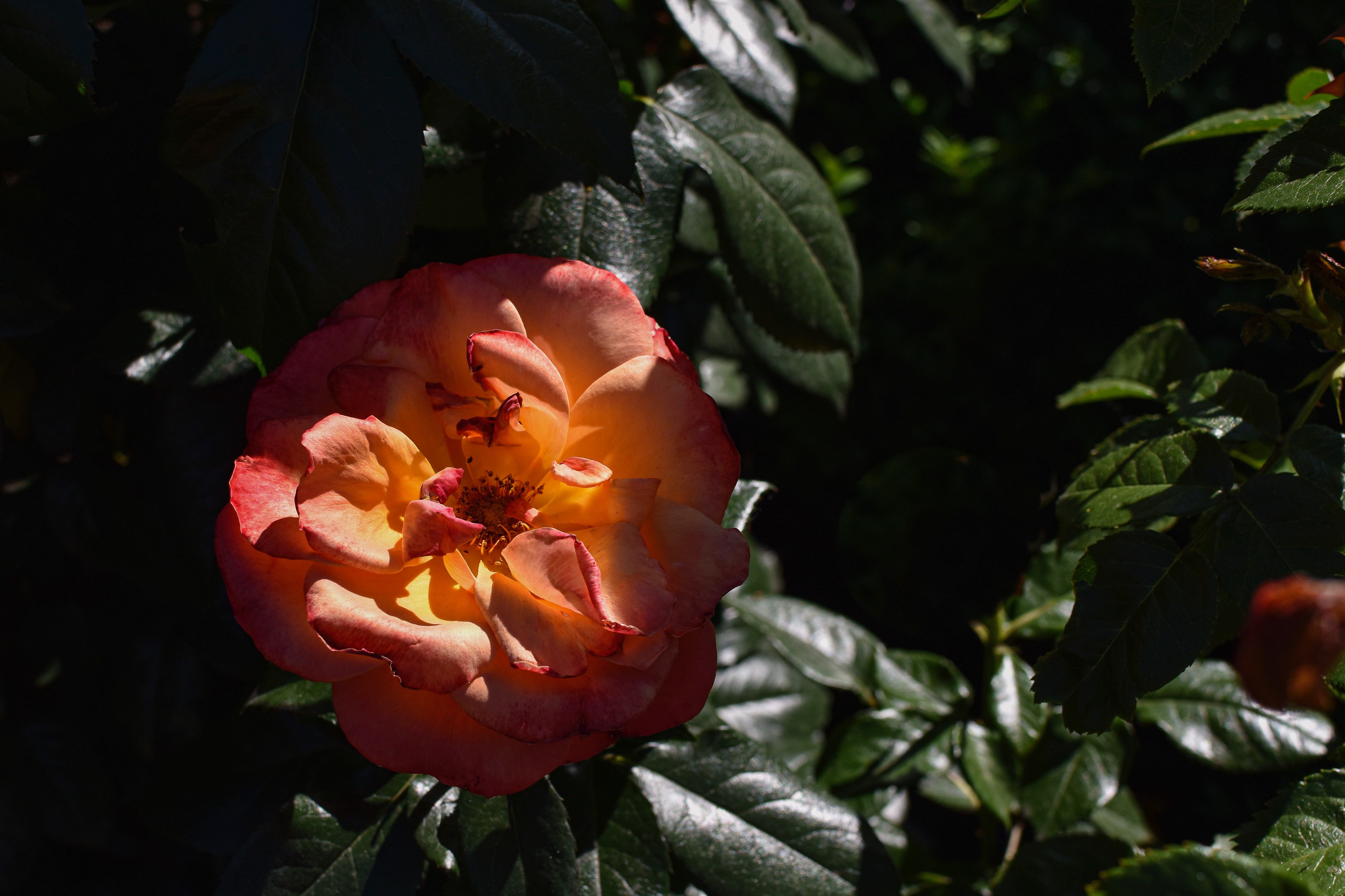 Red-orange rose at the International Rose Test Garden in Portland, Oregon. Photo by Emily Bruns, 2022.